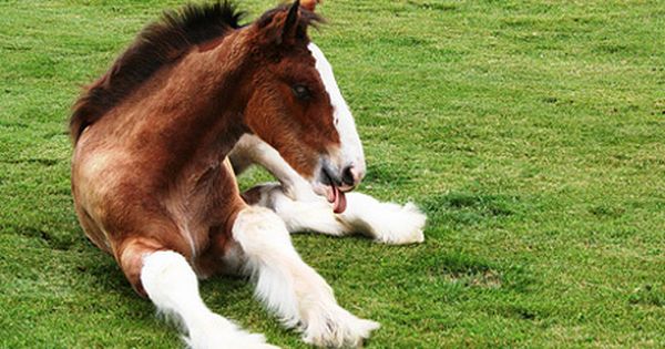 Clydesdale Foals For Sale